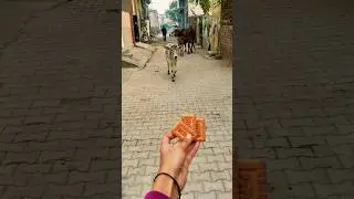 प्यारी बछिया #cow #shortsfeed #cows #shortvideo #gaumata #ytshorts #cowvideos #shorts #cowvideo #yt