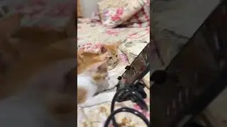 Cat uploads video😂 #cat #youtubeshorts #viral