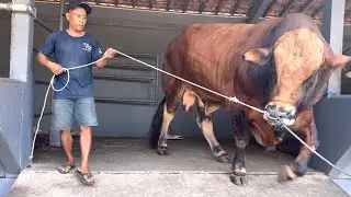 MAIN KE SETIA FARM SAPI RAKSASA PICOLLO BERAKSI ‼️🔥🔥🔥