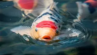 Koi Ebert - Futterzeit im Showpond