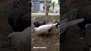 Merpati lovers