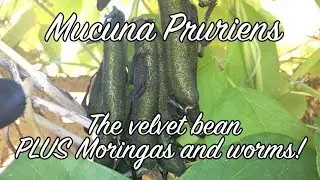 Mucuna Pruriens Plus Moringa - Ep108