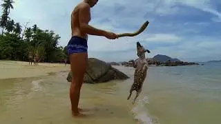 Funny Jack Russell Terriers at the beach