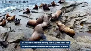 Epic Male Territory Battles at the End of Breeding Season: Steller Sea Lion Research 2023