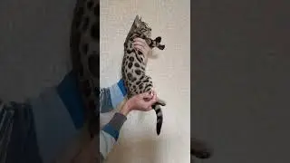 Баффи