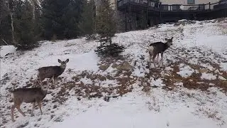 Just your standard Colorado commute home.