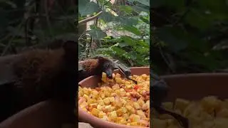 Fledermaus klaut Obst hier der Beweis