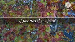 NATURE | BEAUTY OF FOREST | SAVE TREES SAVE FOREST SAVE EARTH