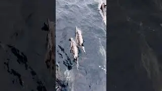 Whale POV #HarborBreezeCruises #Whale #POV