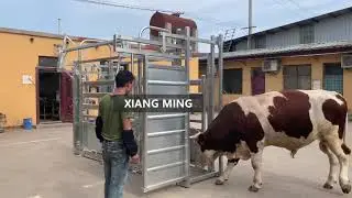 2021.11.05 HOW TO USE CATTLE CRUSH?