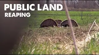 Spot and Stalk TURKEY REAPING | Public Land HUGE MISTAKE!!! (don't do this)
