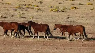 Sunrise with a wild horse family band in Nevada
