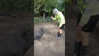 Ben becomes a pig whisperer 👀 #builder #funny #comedyfilms