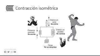 Biofísica muscular