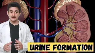 Urine formation in kidney animation class 10 11 12 | urinary system 3d animation | nephron | neet