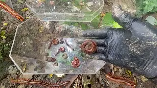 Exploring Strange Insects Hidden Under Garden Rocks | Secret Creatures Beneath Stones
