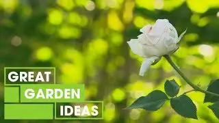 Summer Gardening Tips | Gardening | Great Home Ideas