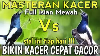 MASTERAN KACER GACOR FULL ISIAN🔥🔥- Cocok BUAT LATIHAN MENTAL😱 agar Cepat Gacor DAPAT ISIAN MEWAH‼️