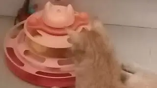 💥THREE  LAYER CAT TURNABLE TRACK TOY TO PROVIDE MENTAL STIMULATION & EXERCISE FOR CATS💥