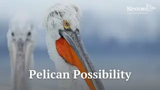 Pelican Possibility