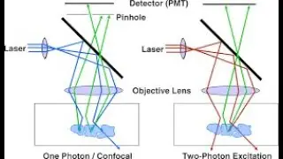 Confocal and Two Photon Microscopy