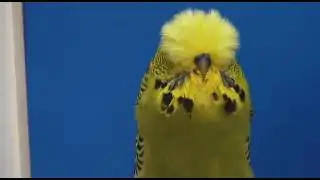 Daniel L&uuml;tolf Budgerigars 2016 Part II Budgies on Camera