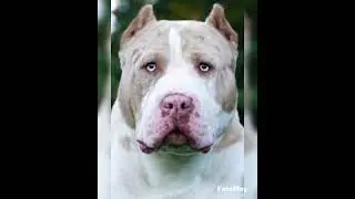 #bullylife