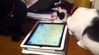 Playing game for Cats