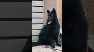 German shepherd lovers 🐶#pets #germanshepheard