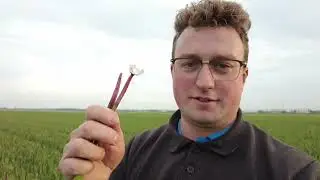 Gladiolen rooien (en spoelen) - Boerenvlog#13