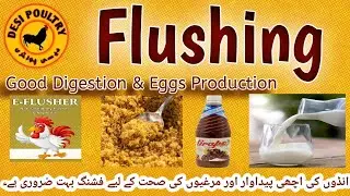 Flushing Improves Egg  Productivity and Digestive System | strong Bones & Organs | Desi Poultry