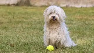 Havanese Intelligence: Training Tricks and Games