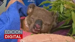 El koala que se viralizó tras ser rescatado de un incendio en Australia se recupera en un hospital