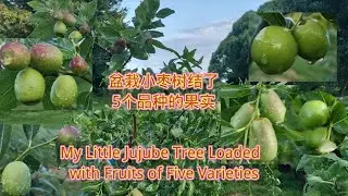 My Little Jujube Tree Loaded  with Fruits of Five Varieties(盆栽小枣树结了5个品种的果实)#gardening #grafting