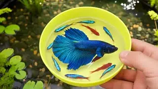 Catching colorful loach eggs in a green mini pond#fishing #fish #minipond