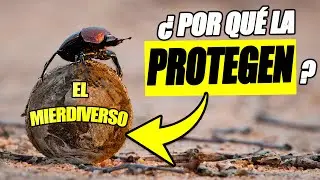 &iquest;PARA QU&Eacute; quieren una PELOTA de esti&eacute;rcol los ESCARABAJOS PELOTEROS?🪲