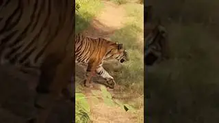 Tiger sighted in Ranthambore safari #shorts #shortsfeed #ytshorts