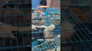 流浪狗救助｜救助站搬遷的那一天，我們帶著1700條生命離開舊基地 #老年犬 #流浪狗救助 #流浪動物救助