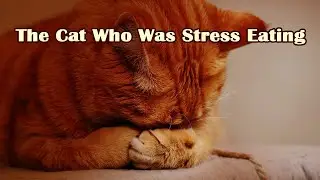 Animal Communication Rescue Diaries! The Cat Who Was Stress Eating