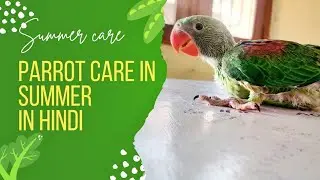 Summer mein  baby parrot ki care kaise karen 🥵 in hindi | Alexanderine baby parrot