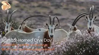 Celebrating scimitar-horned oryx: What's your most memorable moment?