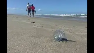 Aparici&oacute;n de la Fragata Portuguesa en las Playas de La Paloma: Recomendaciones y Precauciones