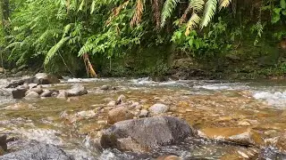 3 Hours River ASMR 🌊 Crystal Clear Jungle Stream | Deep Sleep, Relaxation & Stress Relief