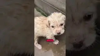 Dog crying like a baby at night? Here&rsquo;s why🐶😭😱‼️
