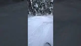 Utah&rsquo;s lovely trees