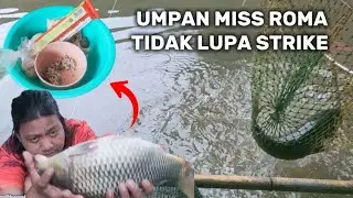 Update Umpan Dadakan !! Umpan Ikan Mas Lomba Dan Harian !! Tes Galapungan