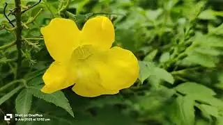 Tecoma stans flower, #tecomastans,#yellowbells, #yellowtrumpetflower, #esperanza, #flowerslovers,