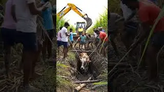 Cow Stuck in Narrow Canal of Sugarcane Farm | Army & Farmers Rescue with JCB Machine