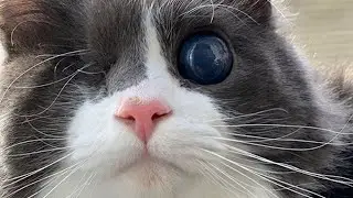 Meet CJ, The Stunning One-eyed Blind Kitty Who Turned His Mom Into A Cat Lover!