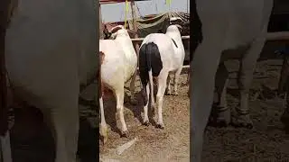Vacha Farming Business #shortsvideo #business #businesstalkswithmk